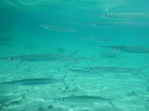 グアムの海は最高です！！