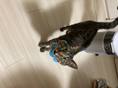 キャットニップ入りクッキー