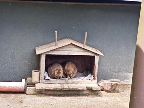 むっちゃ可愛いくて癒されました