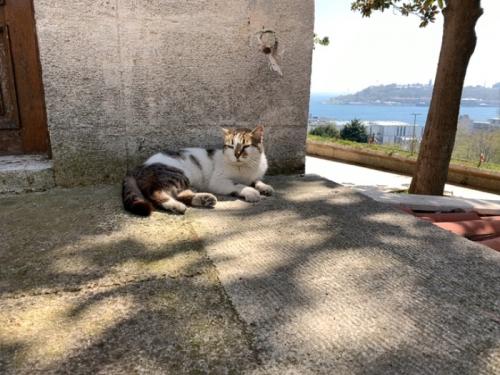 猫だけではなく。 猫だけではなく。