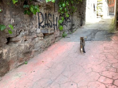 猫だけではなく。 猫だけではなく。