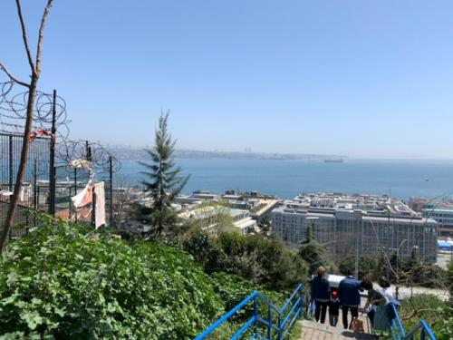 猫だけではなく。 猫だけではなく。