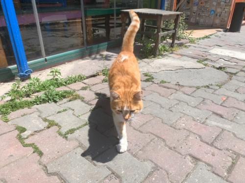 かわいい猫たちに癒やされました