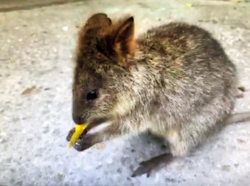 色んなクオッカの姿が見れました！