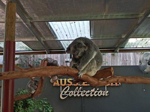 コアラに会いにキュランダに行きたくなりました コアラに会いにキュランダに行きたくなりました