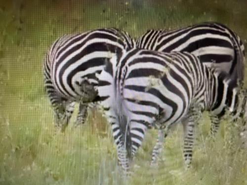 アマゾン最高 アマゾン最高