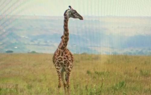 ケニア&ココリコ田中さん!最高╰(*´︶`*)╯♡ ケニア&ココリコ田中さん!最高╰(*´︶`*)╯♡