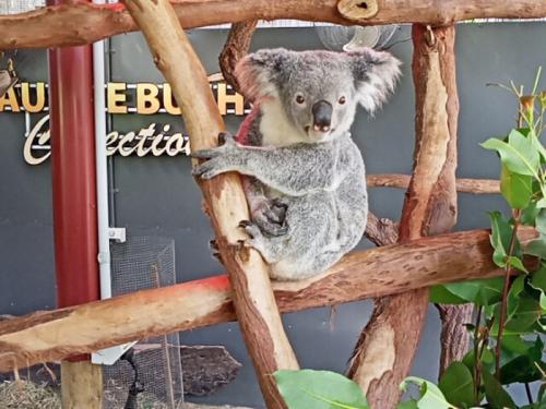 コアラめちゃくちゃかわいい