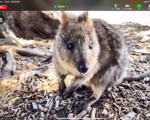 クォッカがたくさんいました！