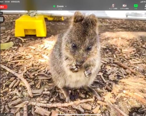クォッカがたくさんいました！
