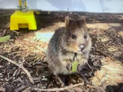 かわいらしいクォッカちゃんを見て幸せな気持ちになりました