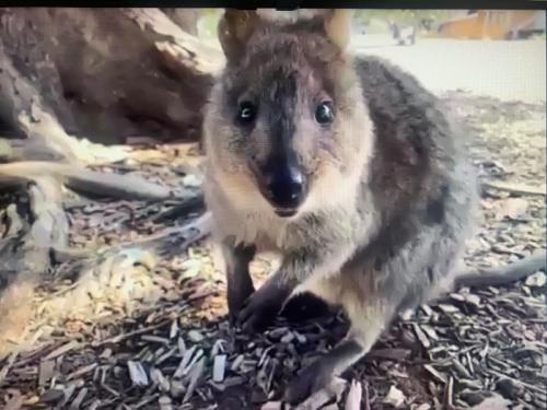 かわいらしいクォッカちゃんを見て幸せな気持ちになりました