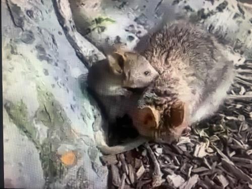 かわいらしいクォッカちゃんを見て幸せな気持ちになりました