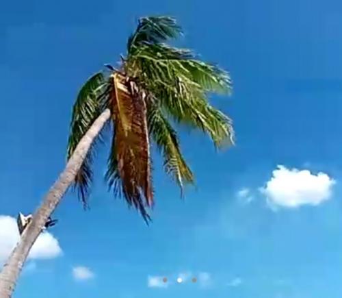 朝の散歩に癒されました