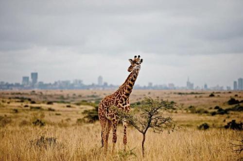 ナイロビ国立公園 オンラインサファリツアーを初めて体験してみて