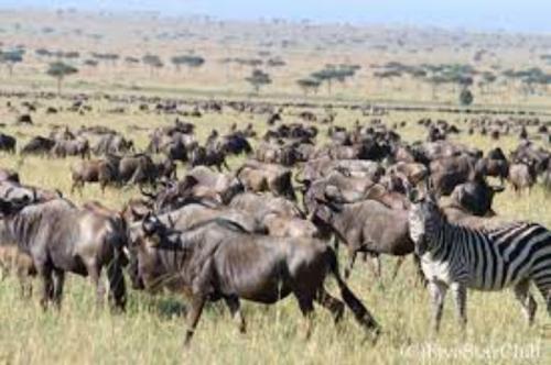 ナイロビ国立公園 オンラインサファリツアーを初めて体験してみて