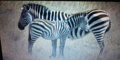 たくさん観られました。