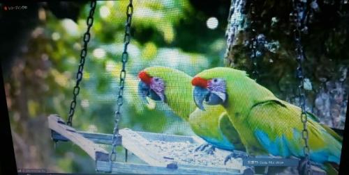 たくさん観られました。