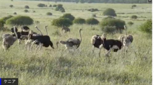 各国のガイドさんが素敵だった
