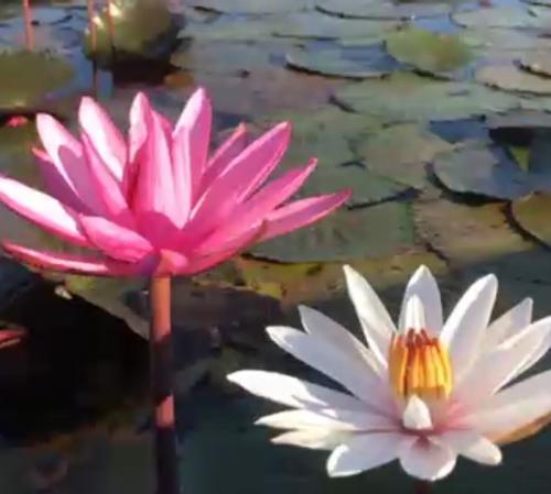 人生初のタイ。素晴らしい景観でした。