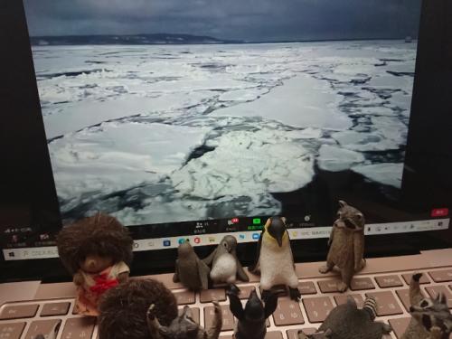 たくさんの流氷に囲まれて