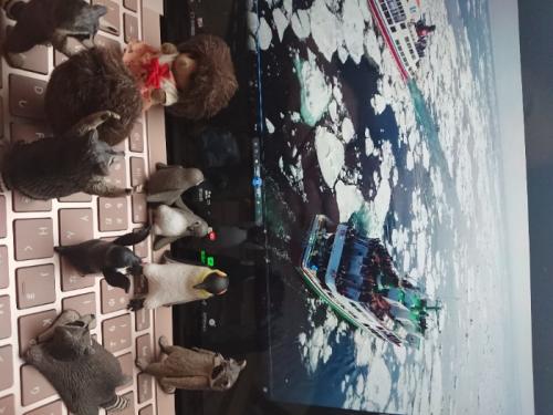 たくさんの流氷に囲まれて