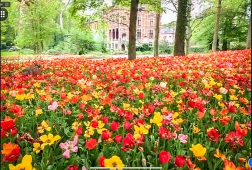 チューリップたくさん見れました。