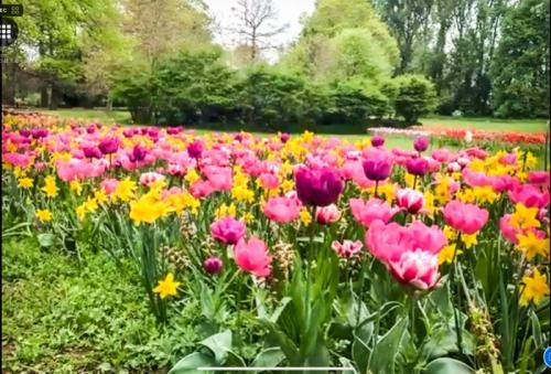 チューリップたくさん見れました。