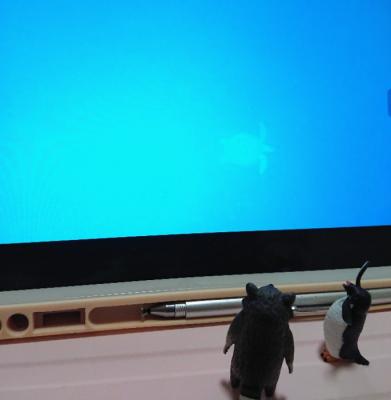 海が綺麗なパラオ