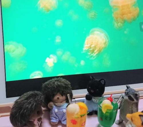 海が綺麗なパラオ