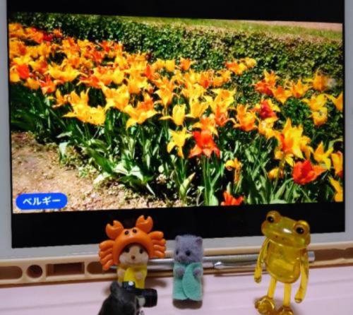 色々とりどりチューリップ