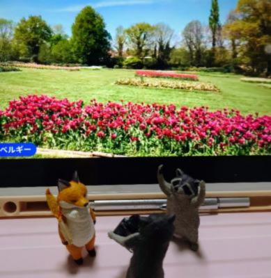 色々とりどりチューリップ