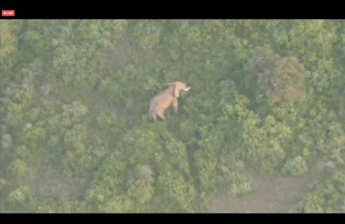 世界各地のお正月を楽しめました! 世界各地のお正月を楽しめました!