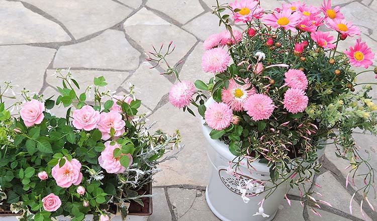 季節の寄せ植えオンラインレッスン