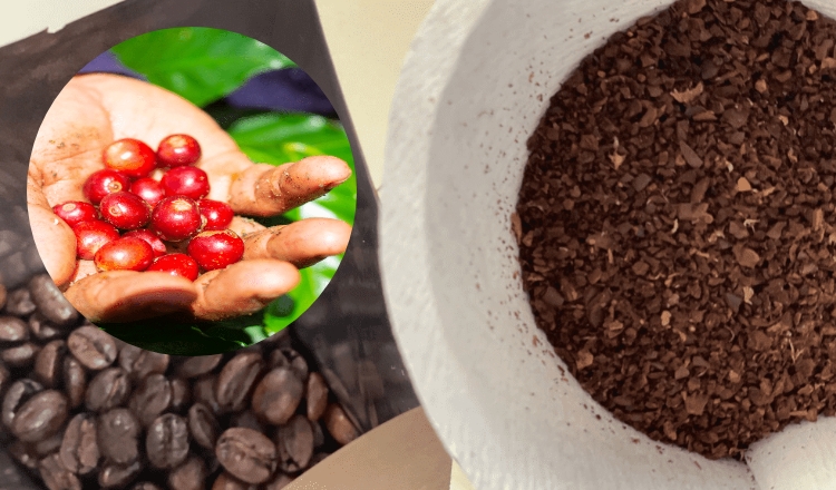 バリ島『スペシャルティコーヒー』農園見学＆ドリップ教室