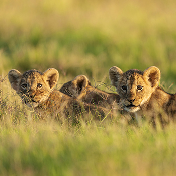 【ケニア】ナイロビ国立公園サファリライブツアー