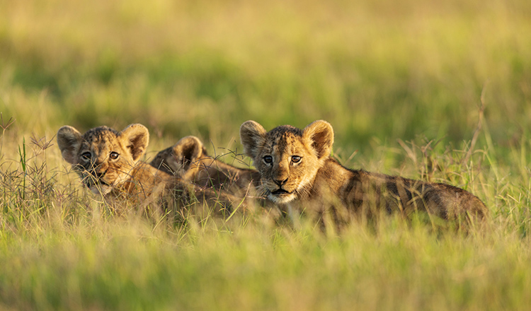 【ケニア】ナイロビ国立公園サファリライブツアー