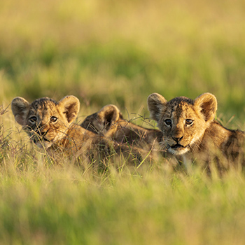 【ケニア】ナイロビ国立公園サファリライブツアー
