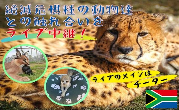 ライブ中継 南アフリカ発 チーターや絶滅危惧種の動物たちの生活を見学しよう His オンラインツアー