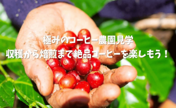 インドネシア バリ島からlive配信 極みのコーヒー農園見学 みんなで世界に一つしかない極上コーヒーを楽しもう オンライン体験ツアー 日本時間 2021年7月4日 日 １１ ００ His オンラインツアー