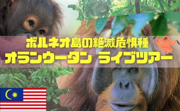 ボルネオ島の絶滅危惧種オランウータンに会いに行こう ライブツアー His オンラインツアー