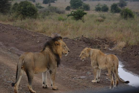 ケニア ナイロビ国立公園サファリライブツアー His オンラインツアー