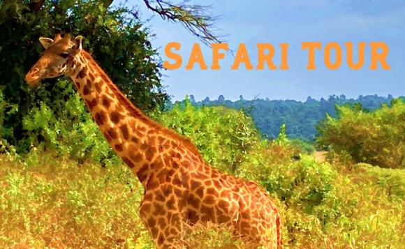 ケニア ナイロビ国立公園サファリライブツアー ぬりえ特典付き His オンラインツアー