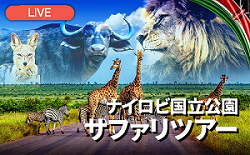 ケニア ナイロビ国立公園サファリライブツアー ぬりえ特典付き His オンラインツアー