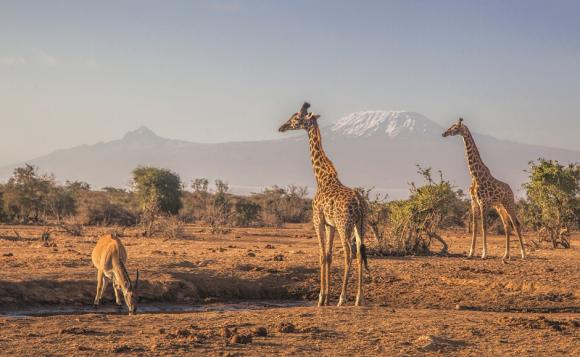 ケニア・キリマンジャロ山を望むアンボセリ国立公園サファリ＆マサイ族の村訪問ライブツアー