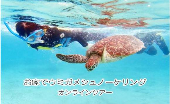 お家でウミガメシュノーケリング♪奄美大島でウミガメと一緒に泳ごう！