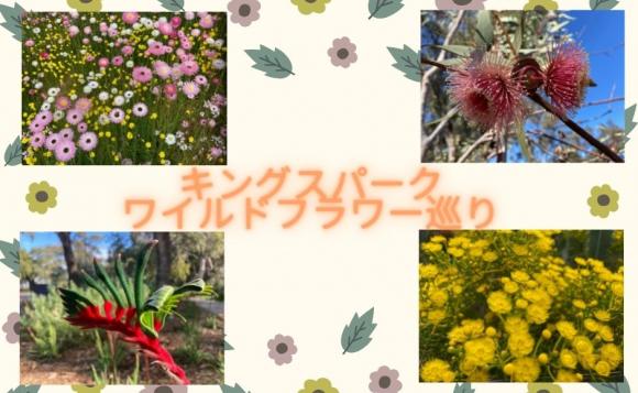 西オーストラリア ワイルドフラワー めぐり キングスパークライブツアー His オンラインツアー