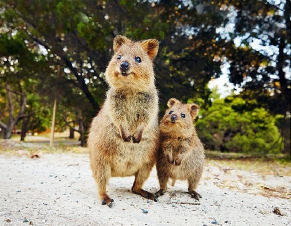 動物満喫 オーストラリアのオンライン体験ツアー His