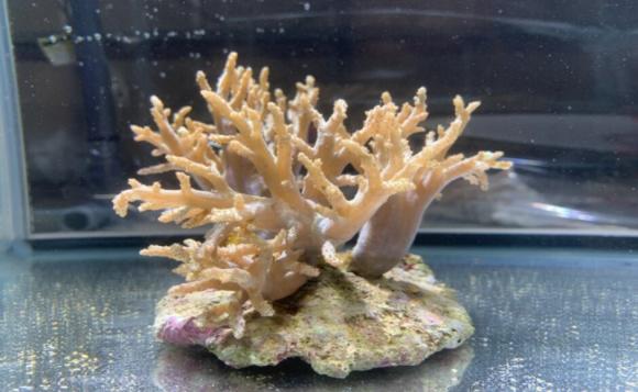 沖縄 沖縄海の守護者 珊瑚の生態や海の生物ご案内 His オンラインツアー