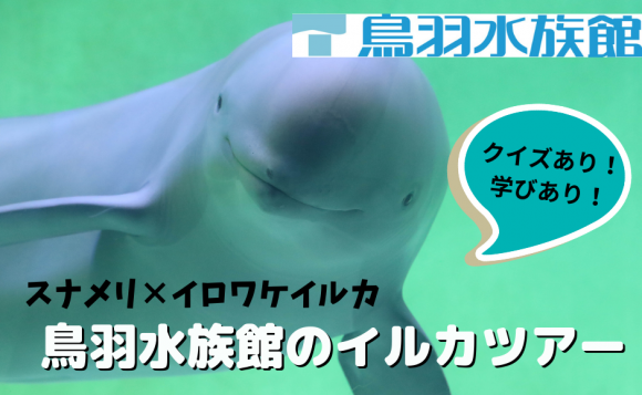 イルカ好き集まれ クイズあり 学びあり 飼育員に聞く 鳥羽水族館のイルカツアー His オンラインツアー